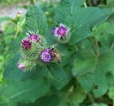 burdock plant (Arctium lappa)