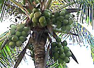 coconut palm