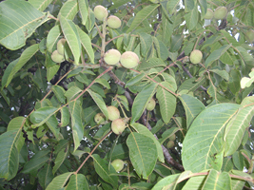 walnut fruits in a tree