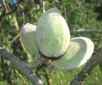 almonds plant