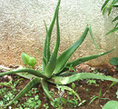 aloe-vera plant aloe-vera plant