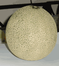 american cantaloupe