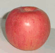 apple-red delicious