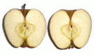 apple cut sections
