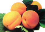 Apricots