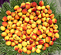 Apricots basket