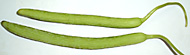 armenian cucumbers