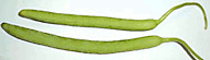 armenian cucumbers