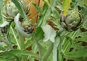 Artichoke buds