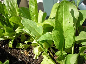 arugula-rocket salad