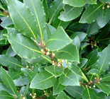 bay laurel plant