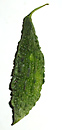 karela