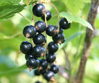 black currants