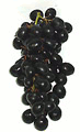 Blue black variety