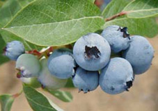 blueberry close up view