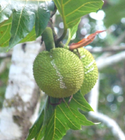 Breadfruit Nutrition