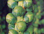 brussels sprouts1