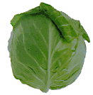 cabbage cabbage