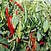 cayenne chili peppers