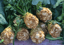 celeriac in a market