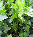 celery herb