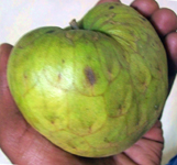 Annona cherimola-cherimoya