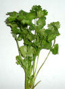coriander leaves