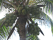 coconut palm