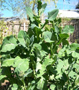 Collard greens nutrition facts and health benefits Collard greens nutrition facts and health benefits