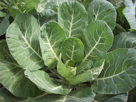 collards