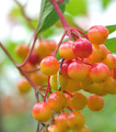 cranberries