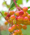 cranberries