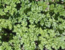 curley-leaf-parsley