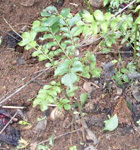 curry leaf plant