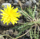 dandelio plant with flower