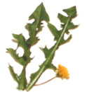 dandelion-herb