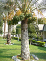 date-palm tree