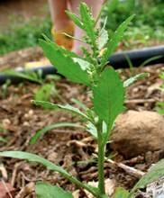 epazote-chenopodium ambrosioides