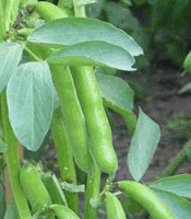 fava beans