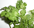 Flat-leaf-parsley