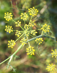 fennel plant