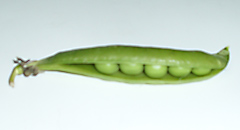 garden peas