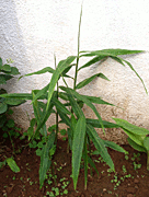 ginger plant, Zingiber officinale