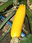 golden yellow zucchini