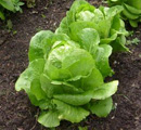 lettuce