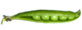green peas