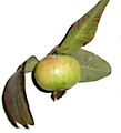 guava fruit benefits