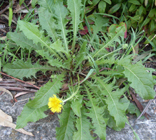herb dandelion