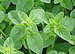 herbs nutrition