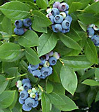 highbush bluberry plant. vaccinium corymbosum shrub